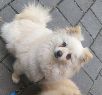Špic pomeranian štěňátka - 13