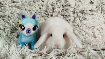Zakrslý beránek, králíček, králík - TYMIÁN - 13