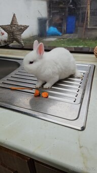 Zakrslý králík - 13