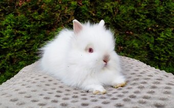 Zakrslý králík, králíček -(TEDDY)ONDŘEJ A OTA - 13