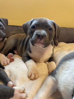 Americký stafordšírsky teriér - 13