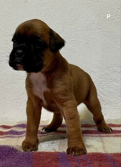 Německý boxer - 13