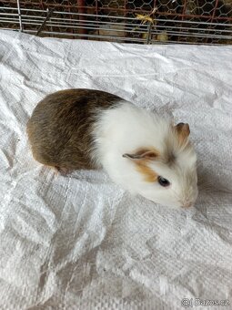 Morčata - samečci - 13