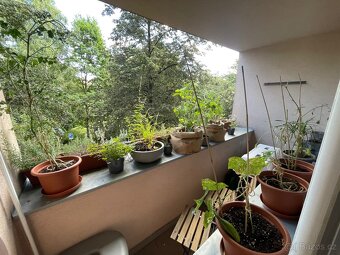 Pronájem 2+1, od března, po reko, super lokalita - 13