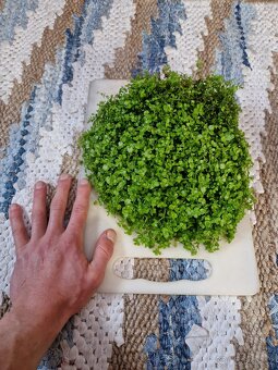 Čerstvé akvarijní rostliny - 13