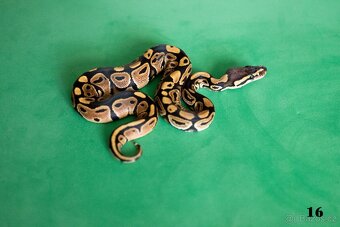 Krajta královská/python regius - 13