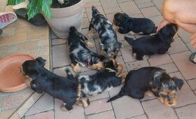 Jorkšírsky teriér, krytí Ne na prodej - 13