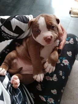 American Bully POCKET/Standard TOP krevní linie - 13