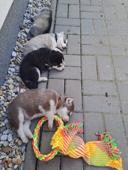 Sibiřský Husky - štěně - 13