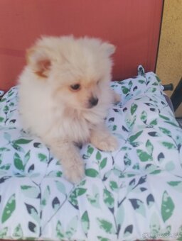 Pomeranian špic - 13