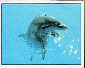 Encyklopedie ohrožených zvířat WWF Lutra Panini (1991) - 13