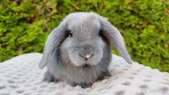 Zakrslý beránek, králíček, králík - PAUL - 13