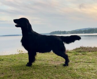 Flat Coated Retriever - pejsci s průkazem původu - 13