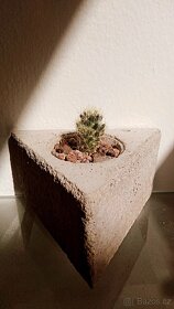 Kaktusy a sukulenty - 13