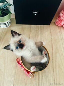 3 krásná koťátka plemene Ragdoll 🖤🐈 - 13