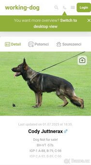 Německý ovčák štěňata s PP černá  a vlkošedá - 13