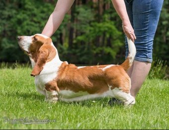 Štěňata Basset hound - 13