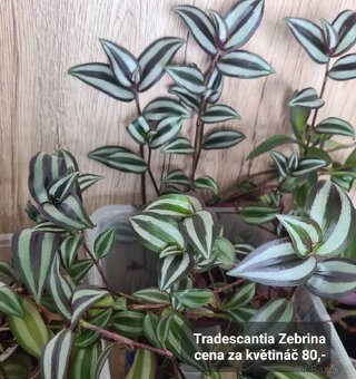 Pokojovky / pokojove rostliny - 13