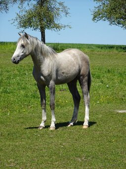 Prodám hřebečka Welsh pony, sekce B, s PP. - 13