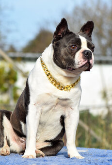 bostonský teriér  s PP  - modrý+lilac pejsek,  modrá holčiča - 13