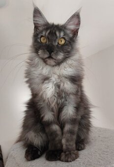 Maine coon, nainska myvalia s PP - 13