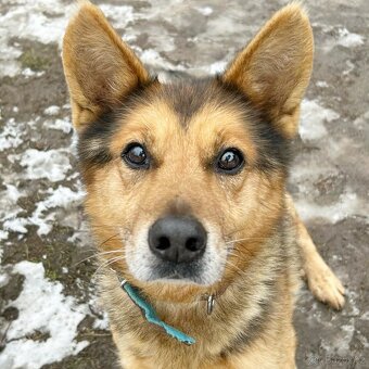 MAXÍČEK K ADOPCI - zlatíčko hledá svoji spřízněnou duši - 13