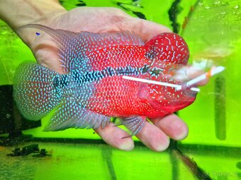 Flowerhorn Super red Dragon. - 13