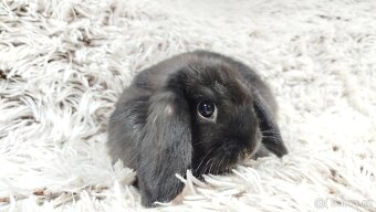 Zakrslý beránek, králíček, králík-BRUNO - 13