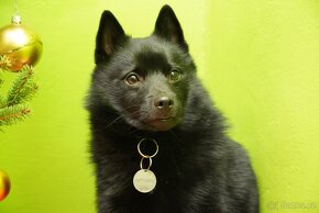 Šiperka s PP- nabízím krytí plnochrupým zdravým psem - 13