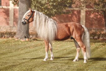 Kvalitní klisnicka hafling - 13