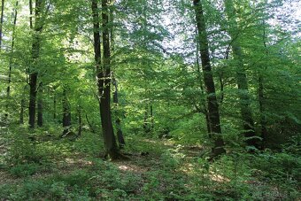 Prodej nevytěženého lesa u Luhačovic - 3,25 ha - 13