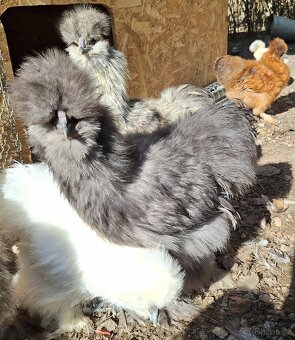 Hedvábnička USA kohouti - 13