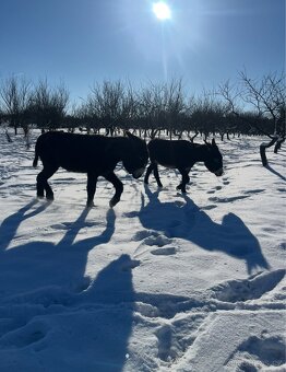 OSEL OSLÍK OSLÍČEK - 13