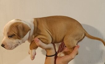 Štěňata americký stafordšírský teriér - 13