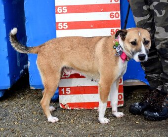 FLAVIA K ADOPCI - 2 ROKY, USMĚVAVÁ, KAMARÁDSKÁ - 13