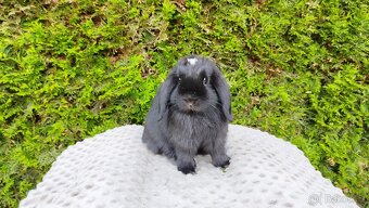 Zakrslý beránek, králíček, králík - ELLA - 13