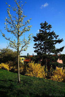 Objektiv Zeiss Distagon 24mm f/2 ZA SSM (SAL-24F20Z) - 13