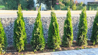 🌲 Thuje, tuje z Krkonoš až k vám domů – rozvoz po celé ČR - 13
