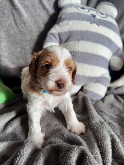 🐶 CAVAPOOCHON ŠTĚŇÁTKA – PRVNÍ VRH NAŠICH RODINNÝCH MAZLÍKŮ - 13