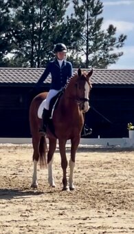 Oldenburger valach  TOP - 13
