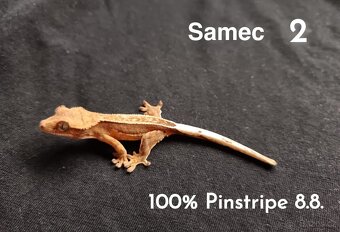 Pagekon Řasnatý - 13