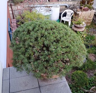 Borovice lesní bonsai - 13