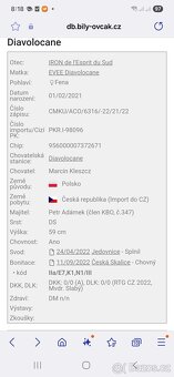 Bílý švýcarský ovčák s PP - 13