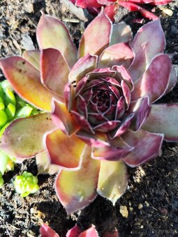 Prodám netřesky, okr. Znojmo - 13