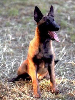 BELGICKÝ OVČÁK MALINOIS - ŠTĚŇATA S PP - 13