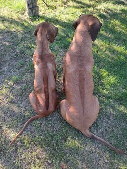 Rhodéský ridgeback - 13