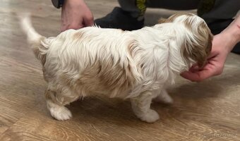 Kavalir King Charles spaniel - 13