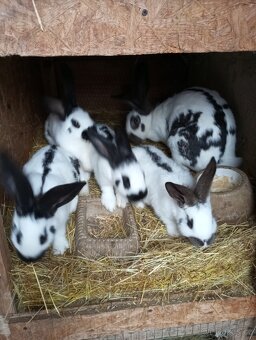 Králíci samice i samci německý obrovitý strakáči a křížencia - 13