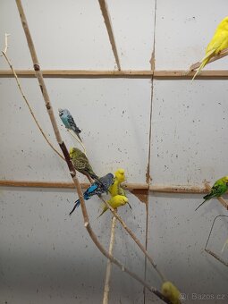 Andulky prodám - 13