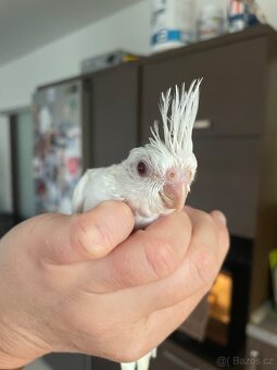 Ručně dokrmené korely Albino - 13